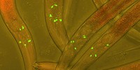 image: Image of the Day: Fluorescent Neurons
