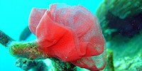 image: Image of the Day: Underwater Blossom