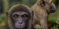 Oldest Fossil of Ape Discovered image: Oldest Fossil of Ape Discovered