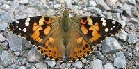 image: Revealing Metamorphosis
