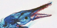 image: Image of the Day: Larval Fish