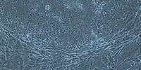 image: New Stem Cells on the Block