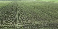 image: Opinion: Don’t Fear GM Crops, Europe!