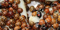 image: Ladybird Bioterrorists