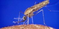 image: Malarial Mosquitos Drawn to Human Smell