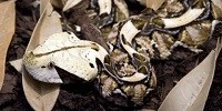 image: Image of the Day: Stealthy Snake