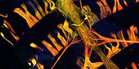 image: Image of the Day: Fruit Fly Heart