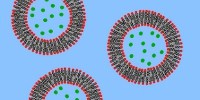 Nano-vehicles for Cancer Drugs image: Nano-vehicles for Cancer Drugs