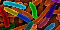 image: Cell-Based Computing Goes Analog