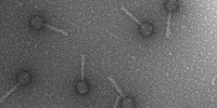 image: Protective Phages