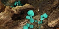 image: Image of the Day: Green Elf Cup