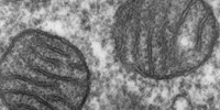 image: Inhibit Mitochondria to Live Longer?