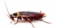 image: Roach Motel Vacancies Explained