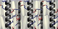 image: Protein Zippers