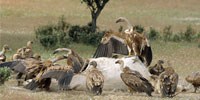 image: Bird Bullies