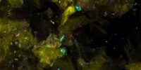 image: Image of the Day: Microbial Tenants