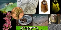 Top New Species Announced image: Top New Species Announced
