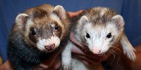 H7N9 Bird Flu Spreads Between Ferrets image: H7N9 Bird Flu Spreads Between Ferrets