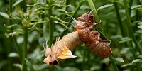 image: How Do Cicadas Know When to Emerge?