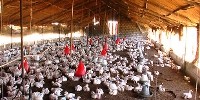 image: Drug Resistant Avian Flu