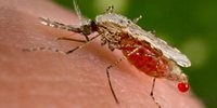image: Mosquito Transmission Regulates Malaria Virulence