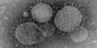 image: Ruffled Feathers over a Viral Patent