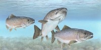 image: GM Salmon and Wild Fish Can Reproduce