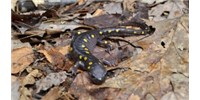 image: Salamander Evolution