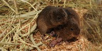 image: Epigenetics Play Cupid for Prairie Voles