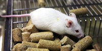 image: Defending Animal Research