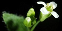 image: Debate over Glowing Plants Grows