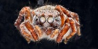image: Image of the Day: Abundant Eyes