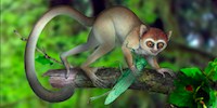 image: Fossil Sheds Light on Early Primates