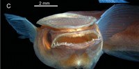image: Image of the Day: Sticky Fish