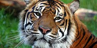 Dog Disease Threatens Tigers image: Dog Disease Threatens Tigers