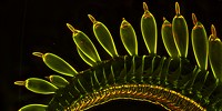 image: Image of the Day: Butterfly Proboscis