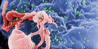 image: Distantly Related Viruses Proliferate Similarly