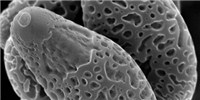 image: Image of the Day: Mushroom Spores