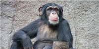 image: US Chimps May Get Endangered Status