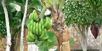 image: Ripening Genes Pegged