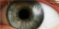 image: New Structure Found in Human Cornea