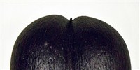 image: Image of the Day: Palm Seed