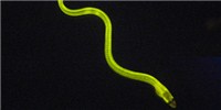 image: Glowing Green Eel