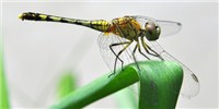 Image of the Day: Asian Dragonfly image: Image of the Day: Asian Dragonfly
