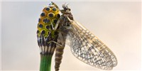 image: Pesticides Decimate Biodiversity