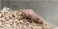 Molecule Wards Off Mole-Rat Cancer image: Molecule Wards Off Mole-Rat Cancer