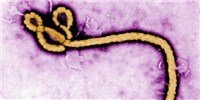 Ebola Mutation Rate Quibble image: Ebola Mutation Rate Quibble