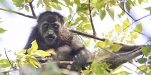 Monkey See, Monkey Die