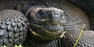 SUNY-ESF’s Top 10 New Species 2016