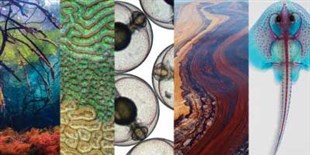 Images of the Day from the-scientist.com